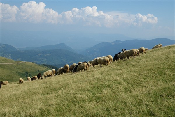 пастбище на горе Черногория
